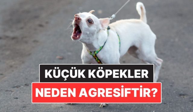 tutmayin-kucuk-enisteyi-kucuk-kopek-irklari-neden-daha-agresif-olur-HQhZfSxJ.jpg