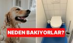 uzman-acikladi-kopeginiz-tuvaletini-yaparken-size-neden-bakar-4Zqge5Fs.jpg