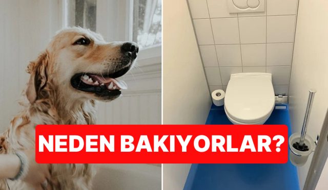 uzman-acikladi-kopeginiz-tuvaletini-yaparken-size-neden-bakar-4Zqge5Fs.jpg
