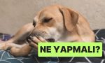 uzmanlar-uyardi-kopeklerin-patisini-yalamasi-sihhat-sorununa-isaret-edebilir-AR9R8dPK.jpg