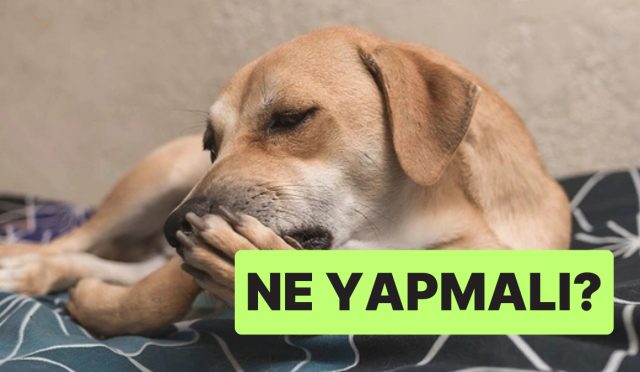uzmanlar-uyardi-kopeklerin-patisini-yalamasi-sihhat-sorununa-isaret-edebilir-AR9R8dPK.jpg