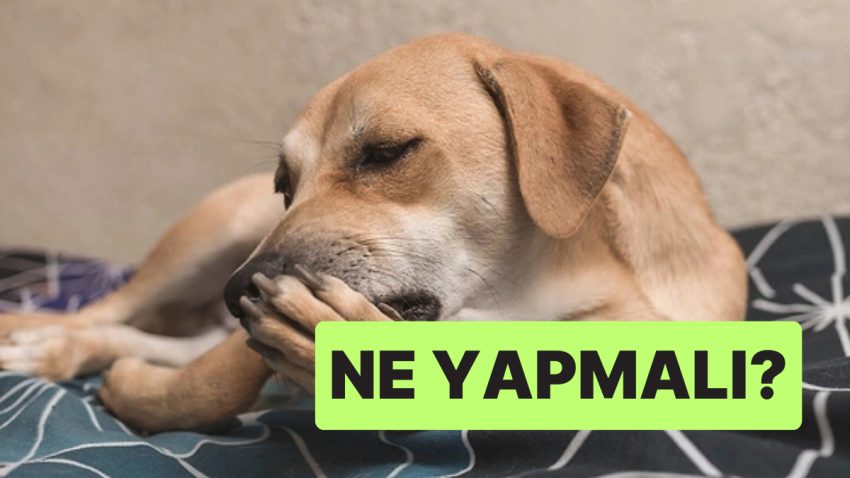 Uzmanlar Uyardı: Köpeklerin Patisini Yalaması Sıhhat Sorununa İşaret Edebilir