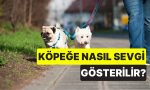 veteriner-acikladi-kopeginize-sevginizi-gostermenin-5-yolu-IJBQtbnr.jpg