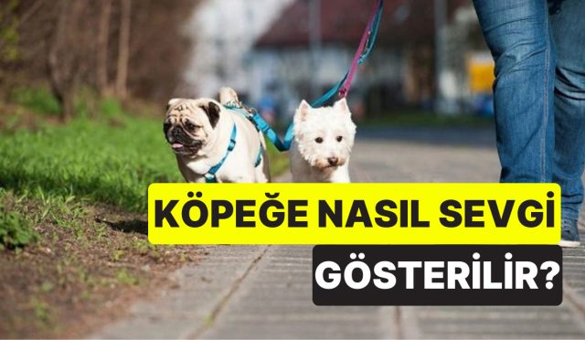 veteriner-acikladi-kopeginize-sevginizi-gostermenin-5-yolu-IJBQtbnr.jpg