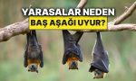 yarasalarin-bas-asagi-uyumasinin-sebebi-meger-buymus-I7w8Pcxv.jpg