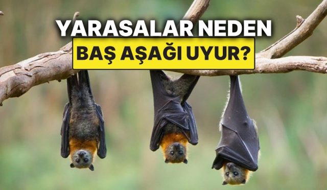 yarasalarin-bas-asagi-uyumasinin-sebebi-meger-buymus-I7w8Pcxv.jpg