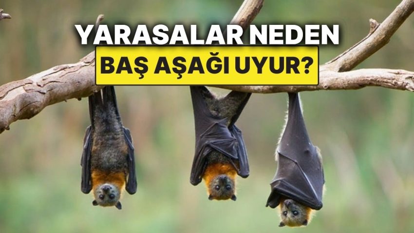 Yarasaların Baş Aşağı Uyumasının Sebebi Meğer Buymuş!