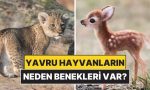 yavru-hayvanlarin-neden-genelde-benekleri-olur-VYpsQzym.jpg