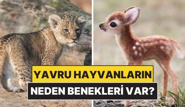 yavru-hayvanlarin-neden-genelde-benekleri-olur-VYpsQzym.jpg