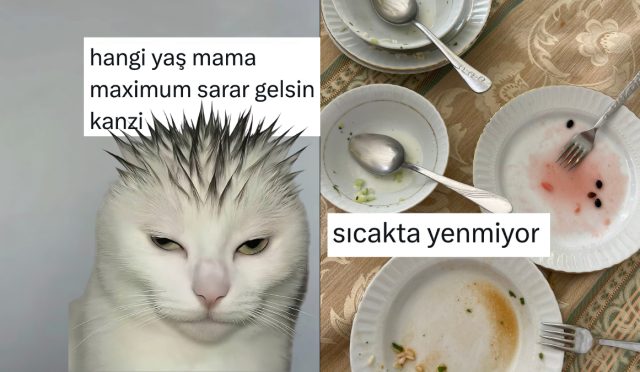 z-nesli-kediden-sicakta-istahi-kapananlara-son-24-saatin-viral-tweetleri-XjJcgupU.jpg
