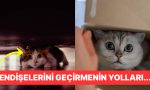 anksiyete-yalnizca-bizde-yok-kedinizin-tasalarini-anlamanin-yollari-nP6hXcFC.jpg