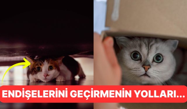 anksiyete-yalnizca-bizde-yok-kedinizin-tasalarini-anlamanin-yollari-nP6hXcFC.jpg