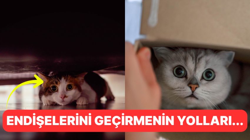 Anksiyete Yalnızca Bizde Yok! Kedinizin Tasalarını Anlamanın Yolları