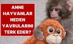 anne-hayvanlar-yavrularini-neden-terk-eder-siHxHQrV.jpg
