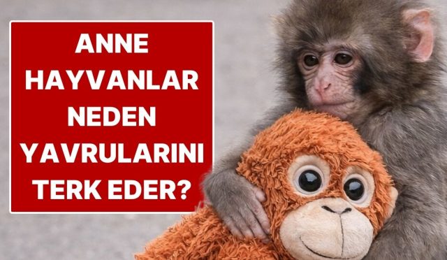 anne-hayvanlar-yavrularini-neden-terk-eder-siHxHQrV.jpg