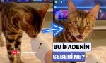 aslinda-sizden-tiksinmiyorlar-kedilerin-bir-seyi-kokladiktan-sonra-olusan-hiz-sozlerinin-sebebi-ne-kLTBW7m7.jpg