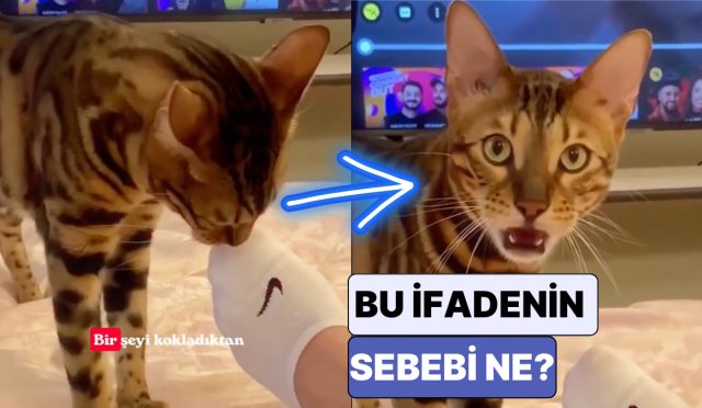 aslinda-sizden-tiksinmiyorlar-kedilerin-bir-seyi-kokladiktan-sonra-olusan-hiz-sozlerinin-sebebi-ne-kLTBW7m7.jpg