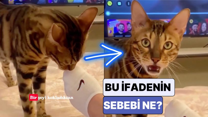 Aslında Sizden Tiksinmiyorlar! Kedilerin Bir Şeyi Kokladıktan Sonra Oluşan Hız Sözlerinin Sebebi Ne?