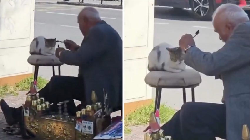 Ayakkabı Boyacılığı Yapan Bir Vatandaşın Gereçleri ile Bir Kediye Bakım Yaptığı Anlar Kalpleri Isıttı
