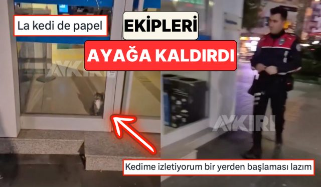 aydinda-bir-bankanin-alarmlarinin-calmasi-uzerine-olay-yerine-giden-polis-kapida-kedi-ile-karsilasti-WIb22iwR.jpg