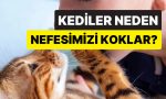 bag-mi-kuruyorlar-kedilerin-daima-olarak-nefesinizi-koklamasinin-mantikli-sebebi-UtJt4AwY.jpg