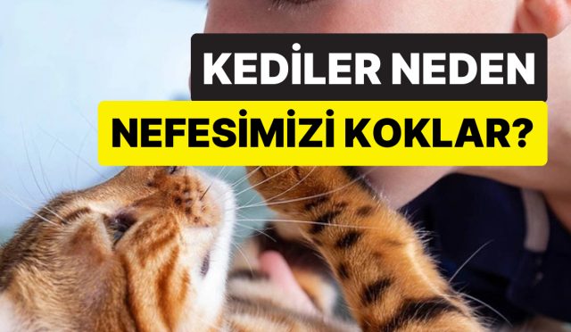 bag-mi-kuruyorlar-kedilerin-daima-olarak-nefesinizi-koklamasinin-mantikli-sebebi-UtJt4AwY.jpg