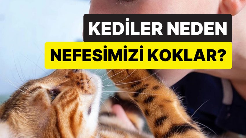Bağ mı Kuruyorlar? Kedilerin Daima Olarak Nefesinizi Koklamasının Mantıklı Sebebi