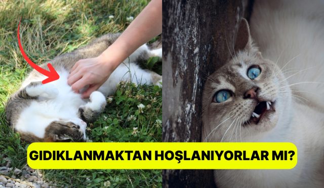 basimizda-meczup-sorular-kediler-gidiklanir-mi-2y14tN9e.jpg