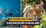 bavuldaki-yirtici-omur-havalimanlarinda-en-tuhaf-hayvan-kacakciligi-olaylari-Lszl8Kdb.jpg
