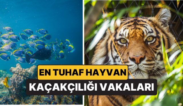 bavuldaki-yirtici-omur-havalimanlarinda-en-tuhaf-hayvan-kacakciligi-olaylari-Lszl8Kdb.jpg