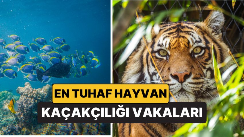 Bavuldaki Yırtıcı Ömür: Havalimanlarında En Tuhaf Hayvan Kaçakçılığı Olayları