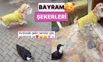 bayramda-komsularina-seker-dagitmak-icin-kapi-kapi-gezen-ordek-ve-kopek-gununuzu-guzellestirecek-hDlQyKuZ.jpg