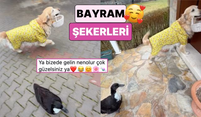 bayramda-komsularina-seker-dagitmak-icin-kapi-kapi-gezen-ordek-ve-kopek-gununuzu-guzellestirecek-hDlQyKuZ.jpg