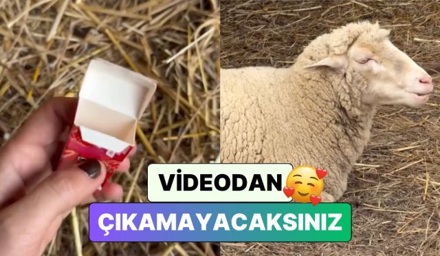 bildiginiz-butun-sakiz-reklamlarini-unutun-bir-bayan-ciftligindeki-koyunlarla-sahane-bir-sakiz-reklami-cekti-gHQyhxZv.jpg