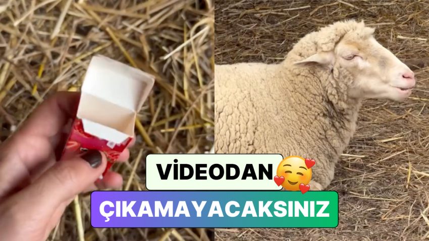Bildiğiniz Bütün Sakız Reklamlarını Unutun: Bir Bayan Çiftliğindeki Koyunlarla Şahane Bir Sakız Reklamı Çekti