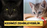 bilim-insanlari-anlatiyor-kediler-hakkinda-bildigimiz-4-yaygin-yanlis-bilgi-RnPtAmfR.jpg