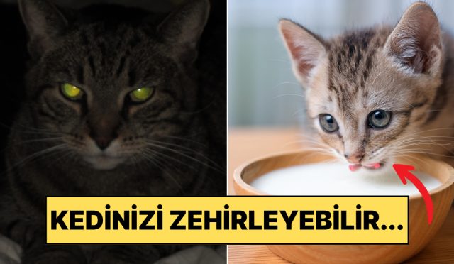 bilim-insanlari-anlatiyor-kediler-hakkinda-bildigimiz-4-yaygin-yanlis-bilgi-RnPtAmfR.jpg