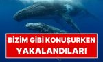 bilim-insanlari-balinalari-beserler-uzere-konusurken-yakaladi-vb4idcUr.jpg