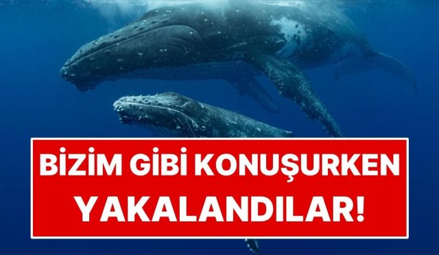 bilim-insanlari-balinalari-beserler-uzere-konusurken-yakaladi-vb4idcUr.jpg
