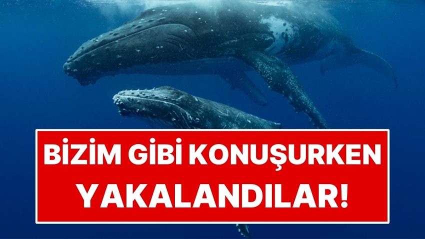 Bilim İnsanları Balinaları Beşerler Üzere Konuşurken Yakaladı