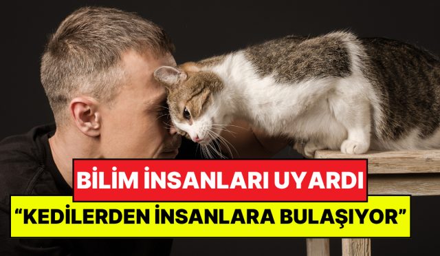 bilim-insanlari-uyardi-kedilerden-insanlara-bulasan-tehlikeli-mantar-yayiliyor-G4IO3XQe.jpg