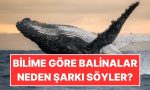 bilime-nazaran-balinalar-neden-muzik-soyler-FOpJSXq7.jpg
