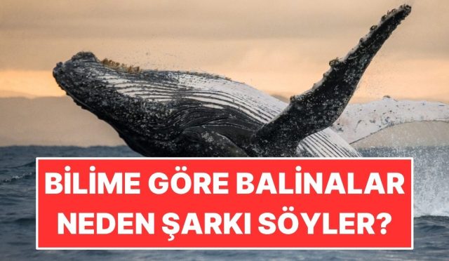 bilime-nazaran-balinalar-neden-muzik-soyler-FOpJSXq7.jpg