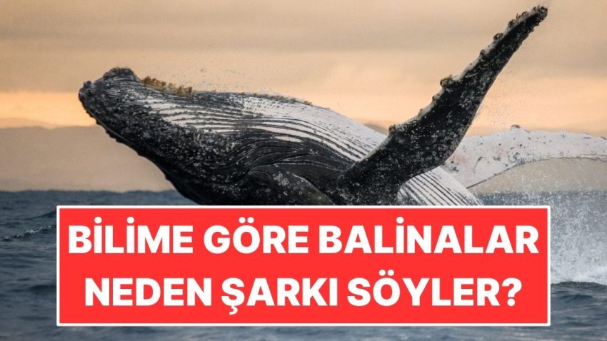 Bilime Nazaran Balinalar Neden Müzik Söyler?