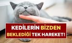 bilime-nazaran-kedinizle-nasil-irtibat-kurmalisiniz-GsVwULOt.jpg
