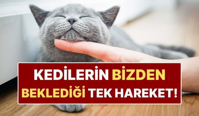 bilime-nazaran-kedinizle-nasil-irtibat-kurmalisiniz-GsVwULOt.jpg