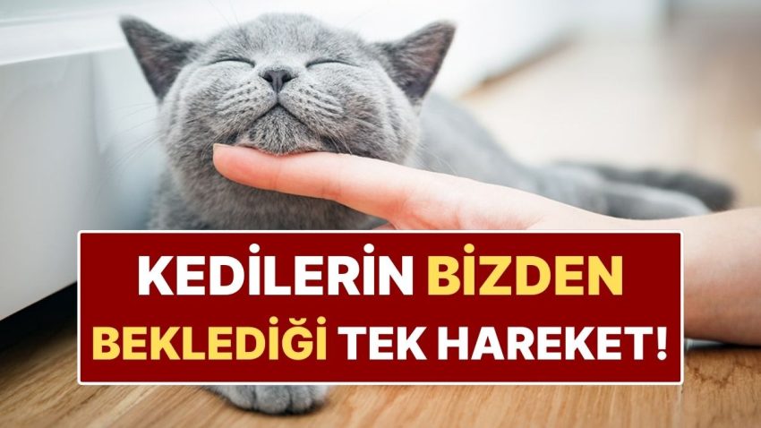 Bilime Nazaran Kedinizle Nasıl İrtibat Kurmalısınız?