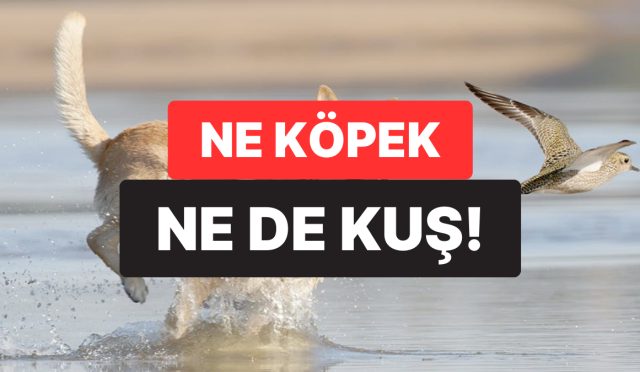 bilimsel-arastirmalar-anksiyeteyi-azaltan-tek-hayvani-acikladi-sakinlestiriyor-empati-kurdurtuyor-uQl8UUwu.jpg