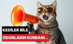 bilkent-universitesi-acikladi-kediler-neden-erkeklere-daha-cok-miyavlar-tgEyi3rs.jpg