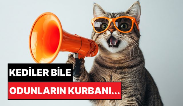 bilkent-universitesi-acikladi-kediler-neden-erkeklere-daha-cok-miyavlar-tgEyi3rs.jpg